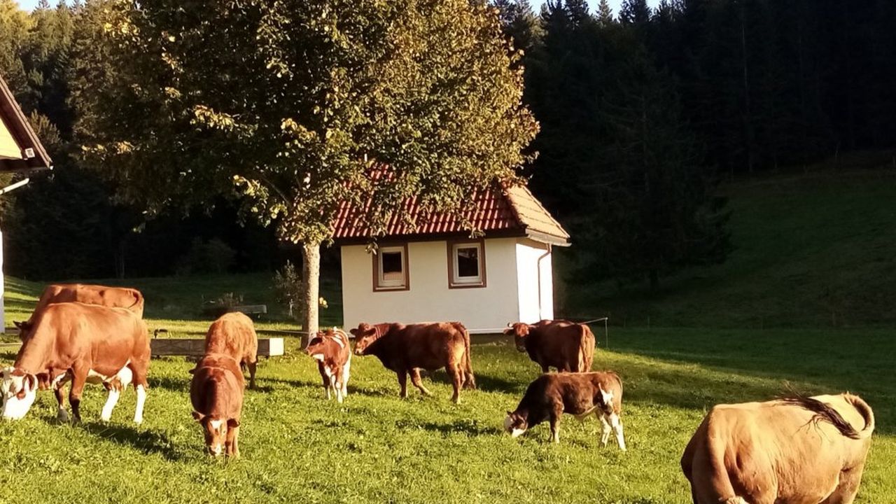 Mutterkuhherde Mutterkuhherde